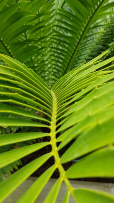 background plants